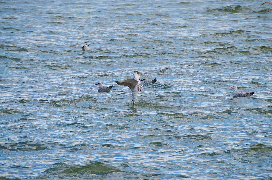 seagull, halibut, flounder, turbot, bird catching a fish, the baltic sea HD wallpaper