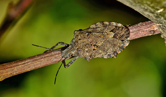 brown kissing bug on twig in selective-focus photography, Stink Bug HD wallpaper
