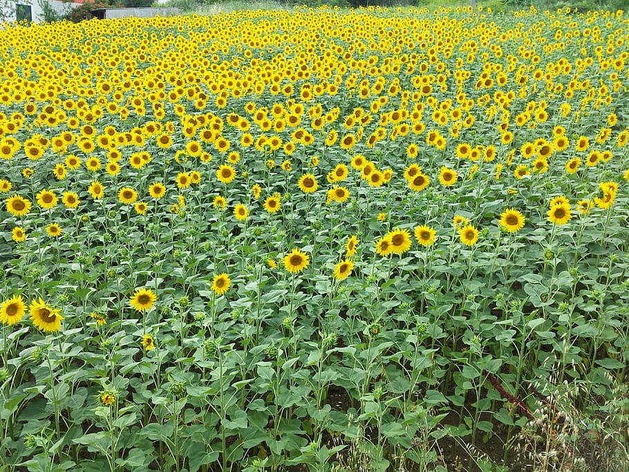 flowers, sunflower, field, yellow, nature, agriculture, plant HD wallpaper