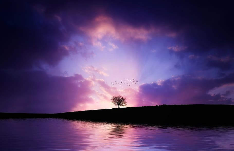 landscape photography of body of water, tree, lake, reflection HD wallpaper