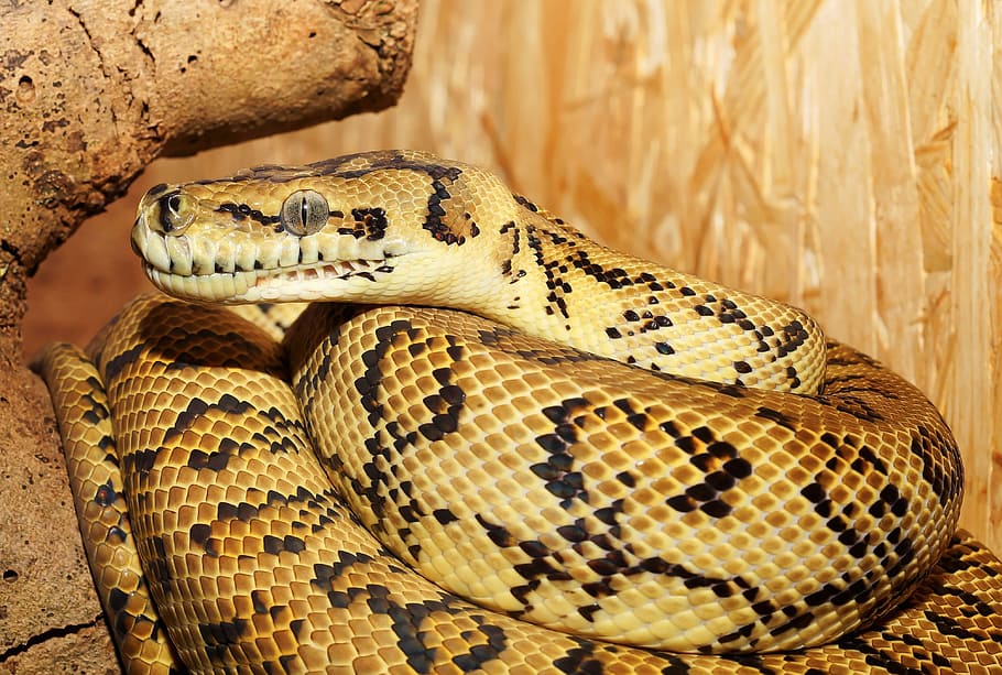 brown snake, python, tree python, terrarium, close, constrictor HD wallpaper