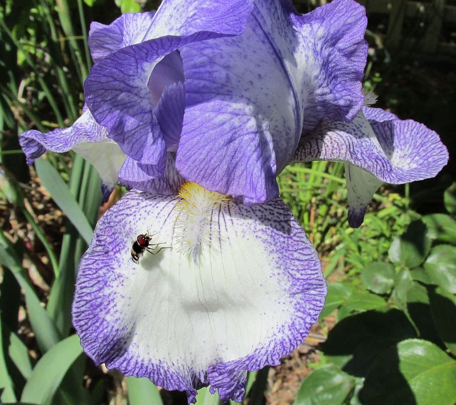 fly, landing, iris, flowering plant, purple, petal, beauty in nature HD wallpaper