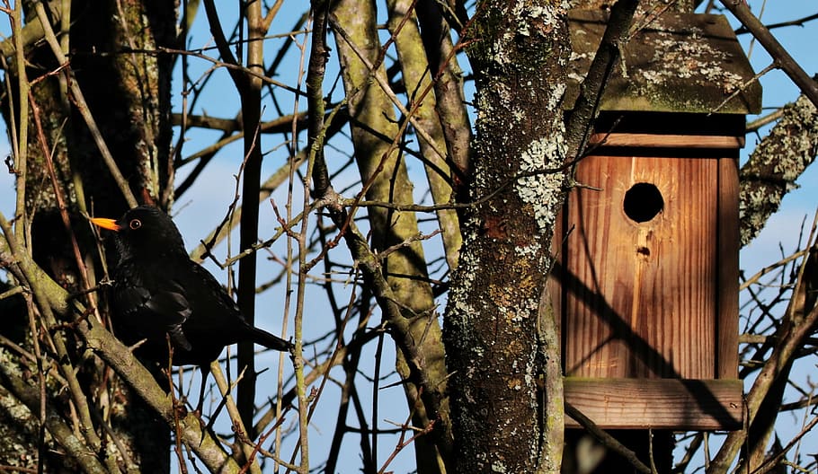 black bird near on tree near brown birdhouse, blackbird, aviary HD wallpaper