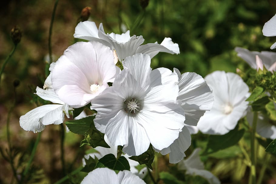 bindweed, volubilis, flowers, flora, creeper, petals, plants HD wallpaper