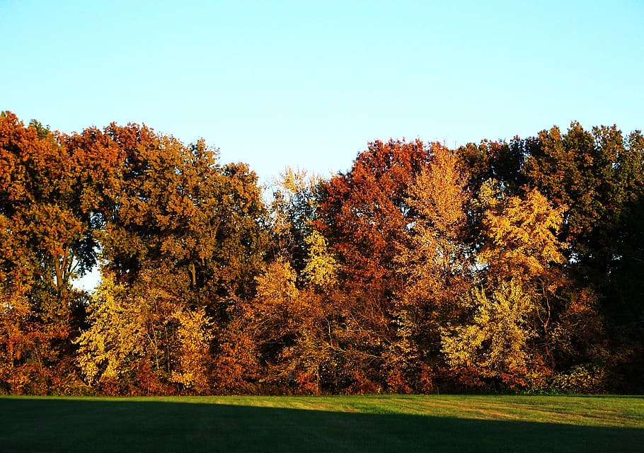 Fall, Tree, Organic, Agriculture, trees, outdoors, environment HD wallpaper