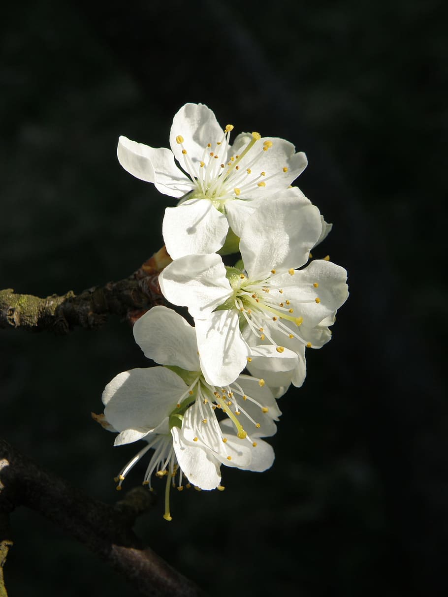 Flowers, Fruit Tree, Tree, Spring, Spring, White, white color HD wallpaper