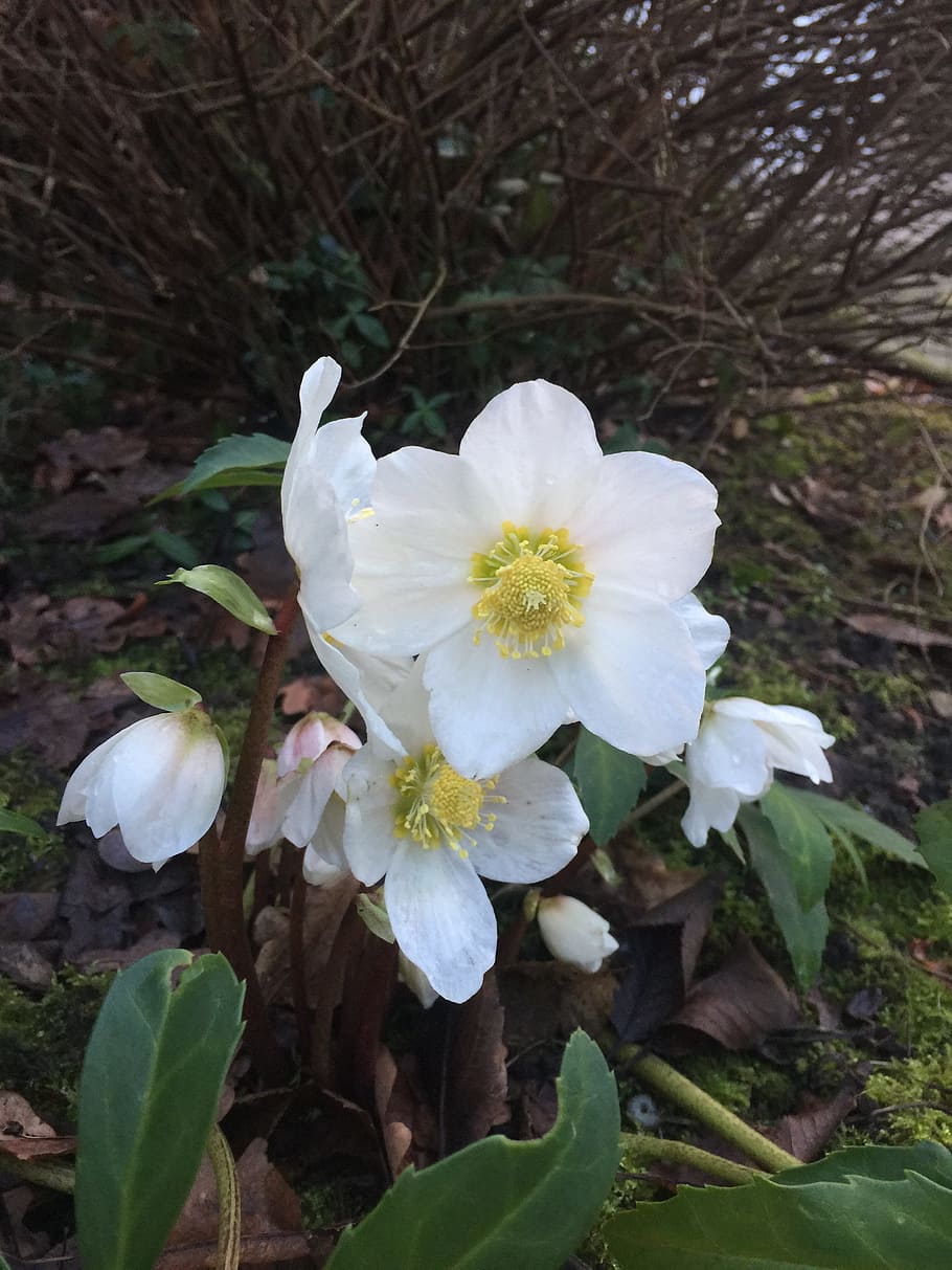 flower, white, spring, blossom, bloom, white flower, plant HD wallpaper