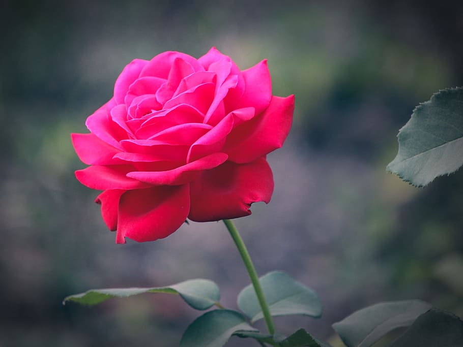 HD wallpaper: rose, flower, flowers, red rose, tender rose, pink rose ...
