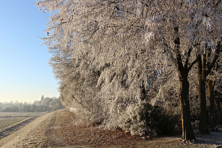landscape, nature, winter, cold, forest, outlook, frost, trees HD wallpaper
