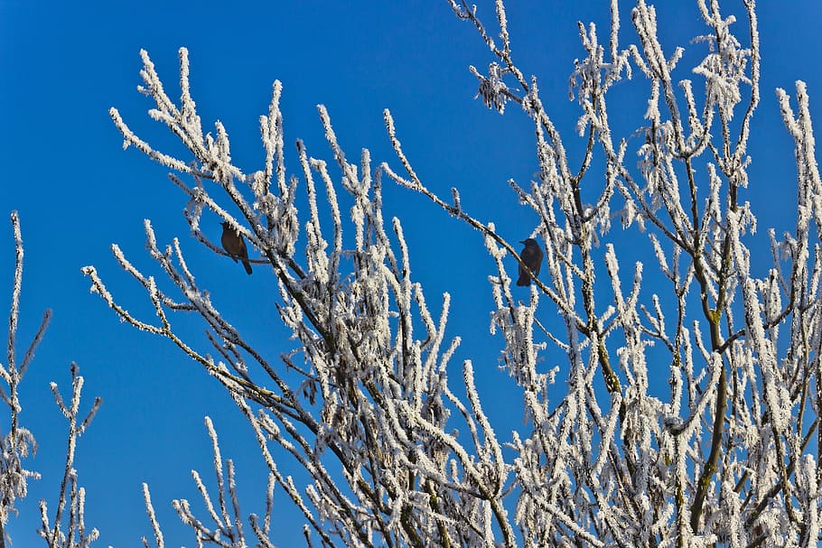 Winter, Cold, Hoarfrost, Tree, Bird, nature, blue, day, sky HD wallpaper