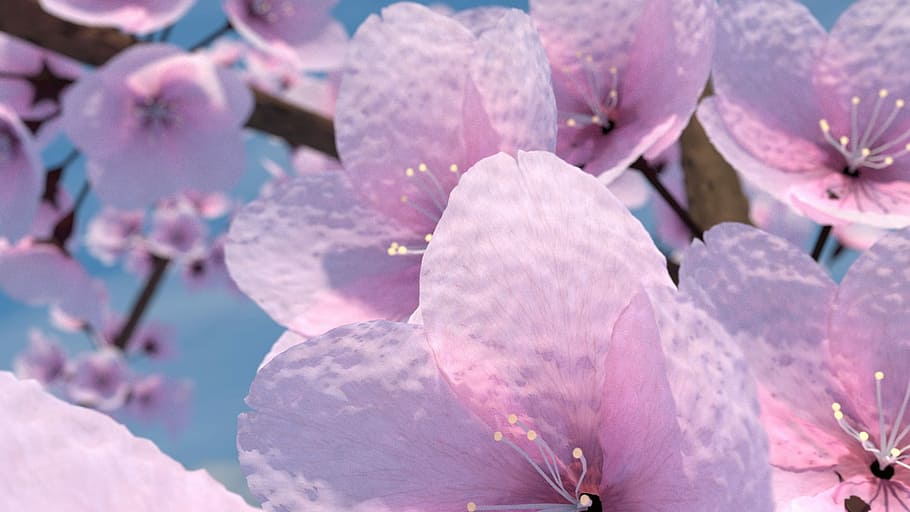 Cherry Tree, Blender, 3D, flower, fragility, pink color, close-up HD wallpaper