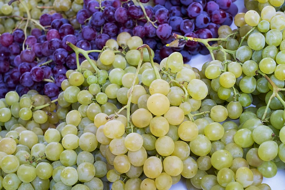 green and purple grapes, vineyard, fruit, wine, vineyards, countryside HD wallpaper