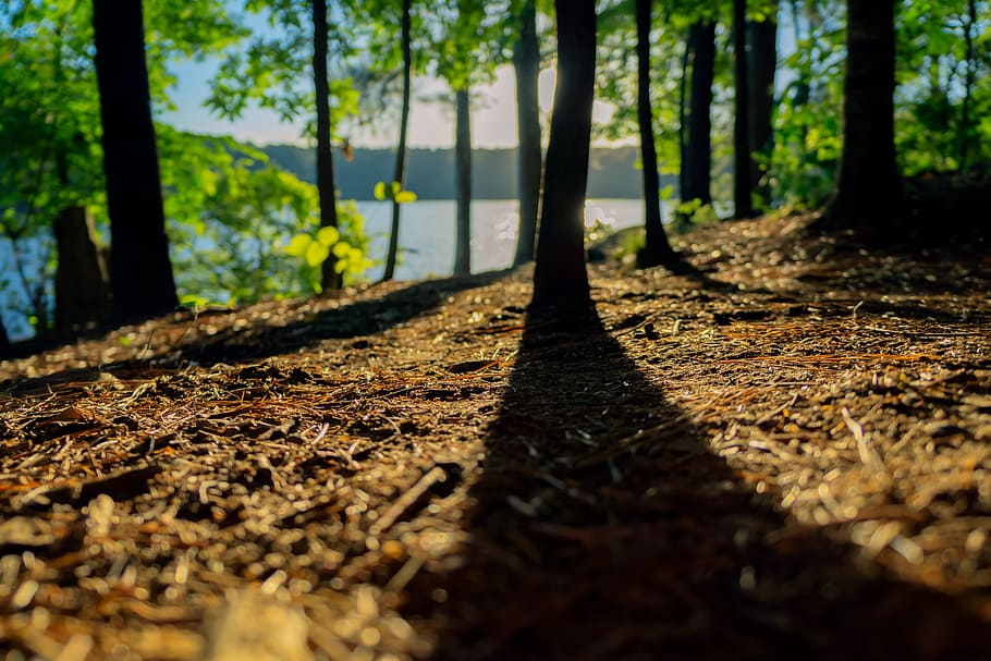 view of trees near body of water, lined trees near body of water at daytime HD wallpaper