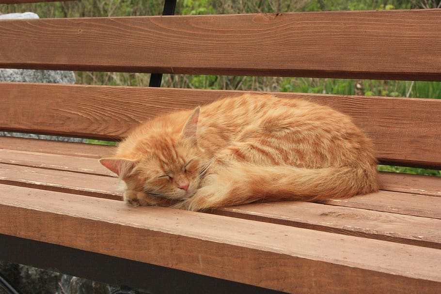 cat, animals, cats, pet, sleeping cat, mammal, animal themes HD wallpaper