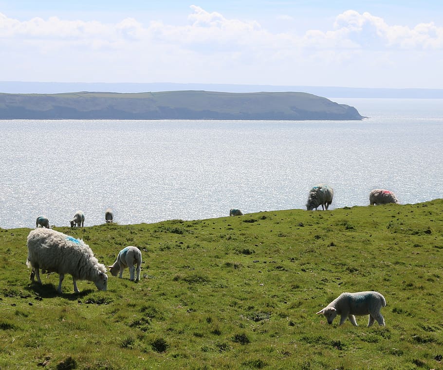 sheep, lamb, sea, seaside, field, farm, agriculture, wool, livestock HD wallpaper