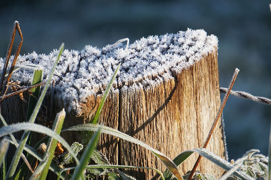 tree, winter, hoarfrost, nature, plant, day, focus on foreground HD wallpaper