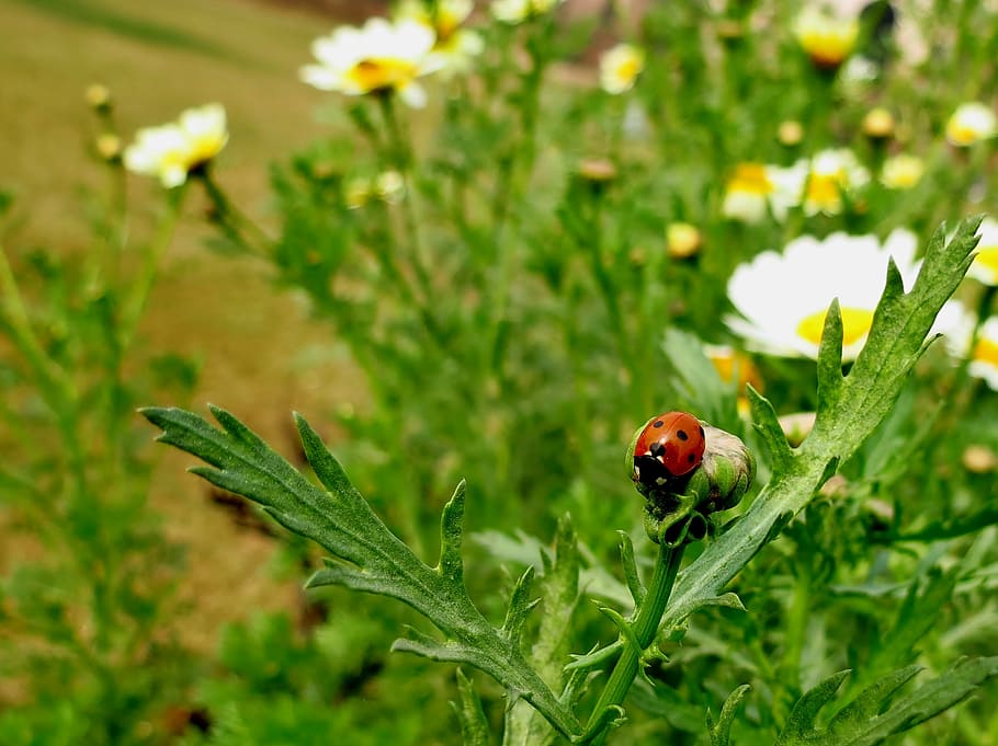 nature, garden, insect, ladybug, flowerbed, daisy flowers, plant HD wallpaper