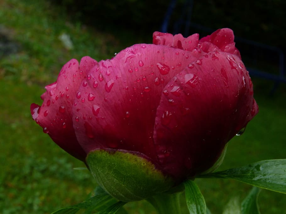 flower, nature, macro, peony, red, morning dew, garden, spring HD wallpaper