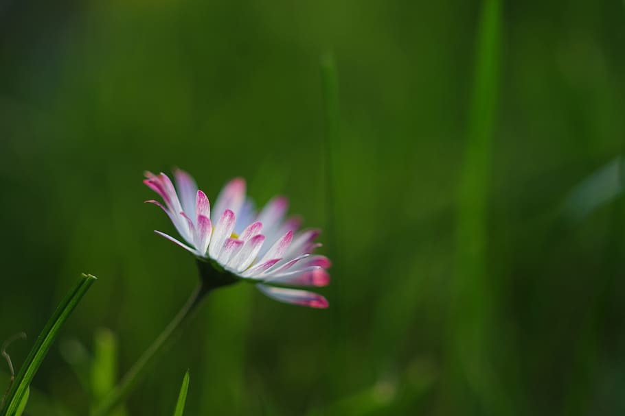 daisy, rush, grass, green, blossom, bloom, meadow, nature, garden HD wallpaper
