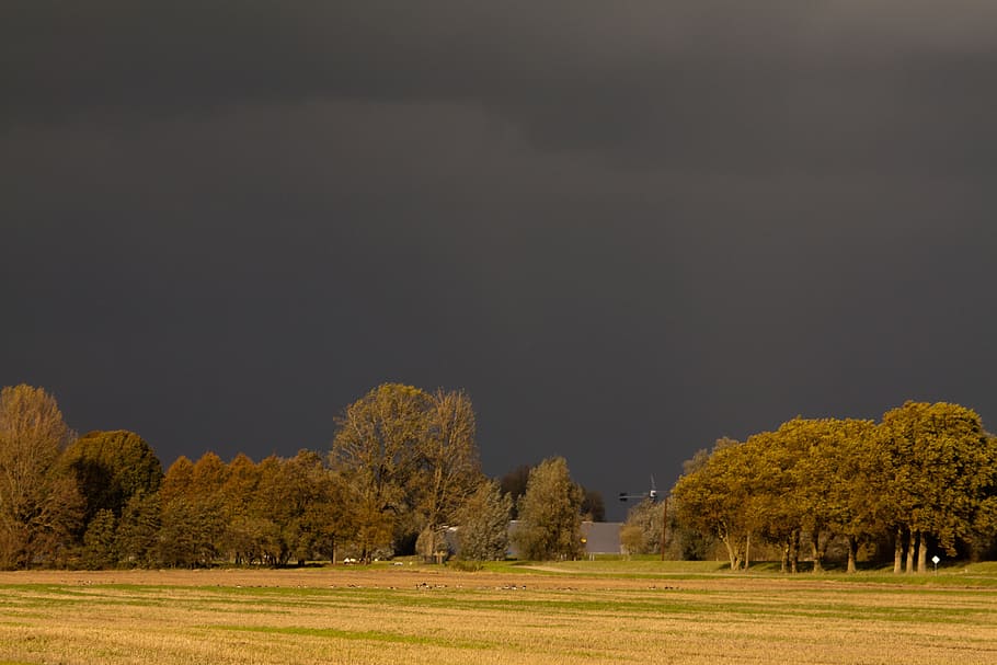 Biesbosch, Nature, Trees, for rain, landscape, clouds, heaven HD wallpaper