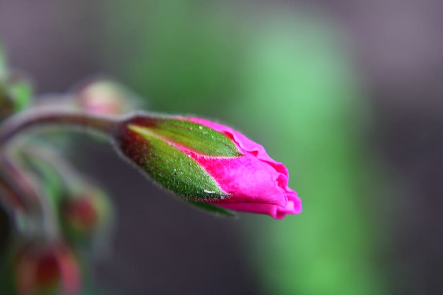 pelargonium, engelse geraniums, bud, pink, macro, flower, nature HD wallpaper