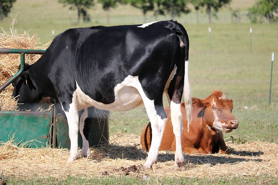 Cows, Pasture, Farm, Cattle, Countryside, livestock, field HD wallpaper