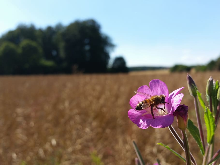 fields, bee, summer, nature, close up, plant, insect, flower HD wallpaper