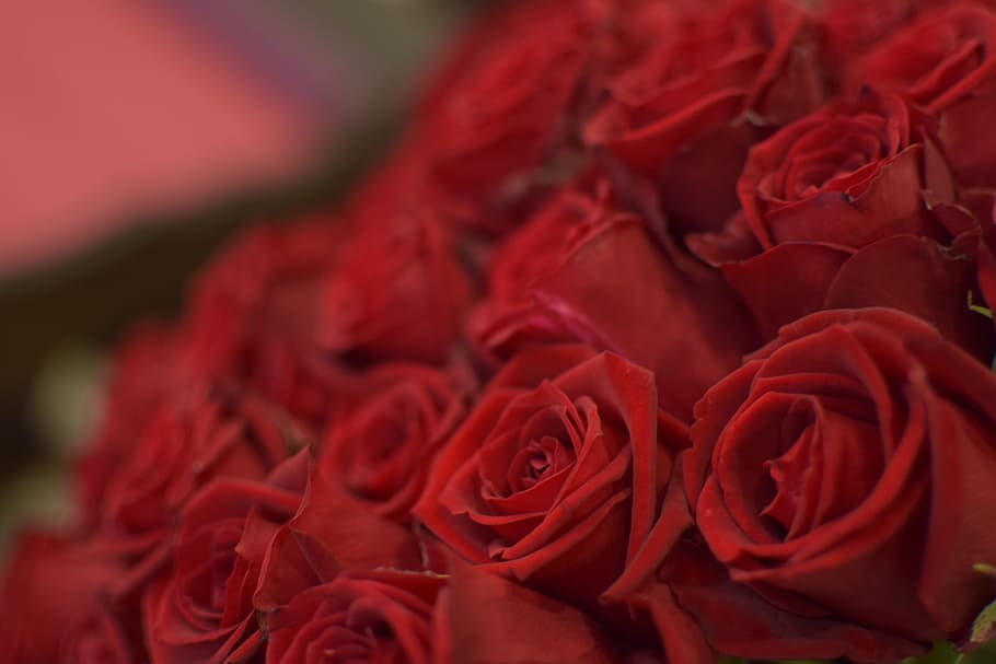 foppery, rose, flowers, flowering plant, rose - flower, beauty in nature HD wallpaper