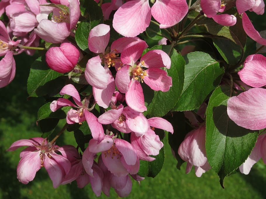 Apple Tree, Flower, Red, Summer, Aroma, tender, beautiful, park HD wallpaper