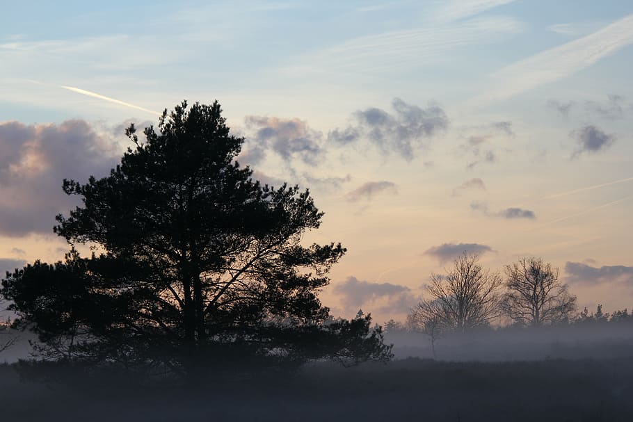 winter, heide, forest, fir tree, veluwe, landscape, nature HD wallpaper