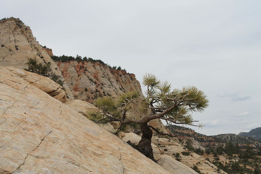 Tree, Banzai, Utah, Asia, Nature, Plant, zion, usa, rock, water HD wallpaper