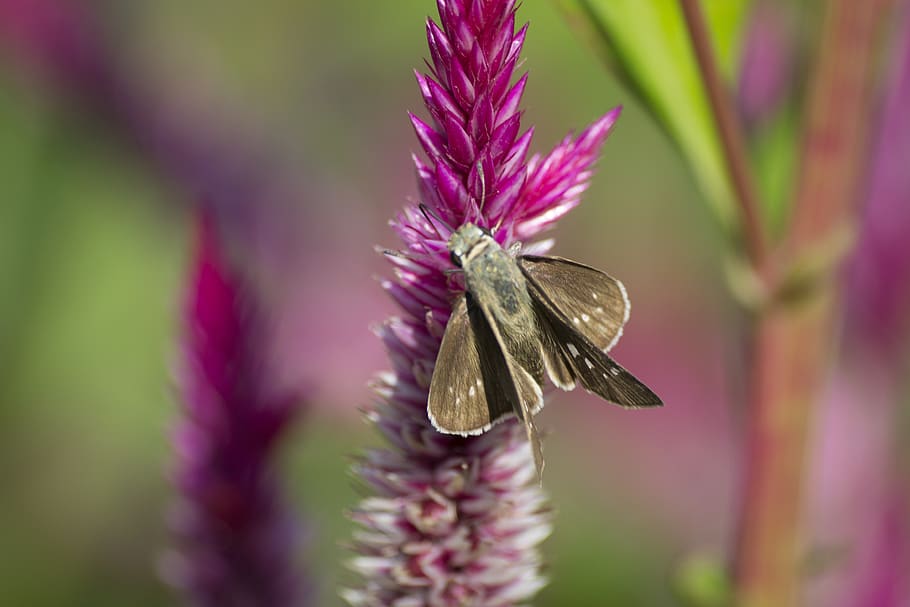 swift, butterfly, insect, lepidoptera, flower, flowering plant HD wallpaper