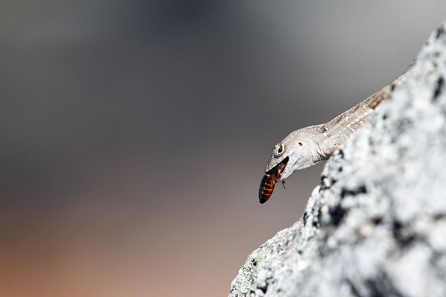 macro shot of gray animal eating insect, selective focus photography of gray lizard eating brown winged insect HD wallpaper