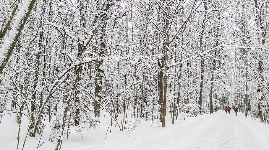 winter, landscape, forest, snow, trees, cold, nature, winter road HD wallpaper