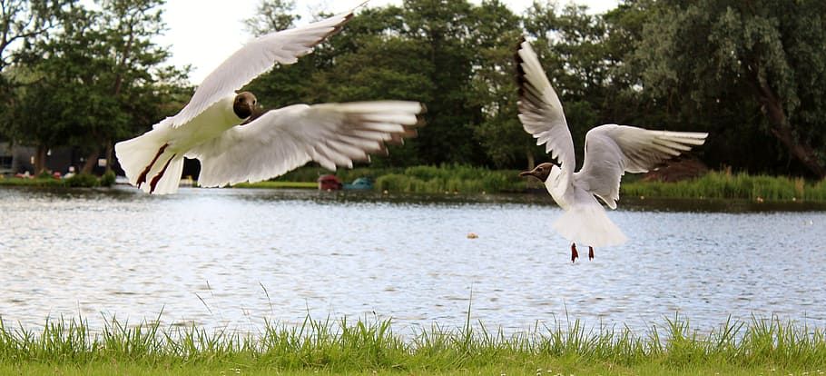 sea gulls, dance, flight, dom, seabird, nature, flying, animals in the wild HD wallpaper