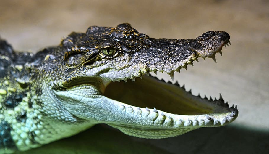 opened mouth of alligator, crocodile, head, animal, reptile, skin