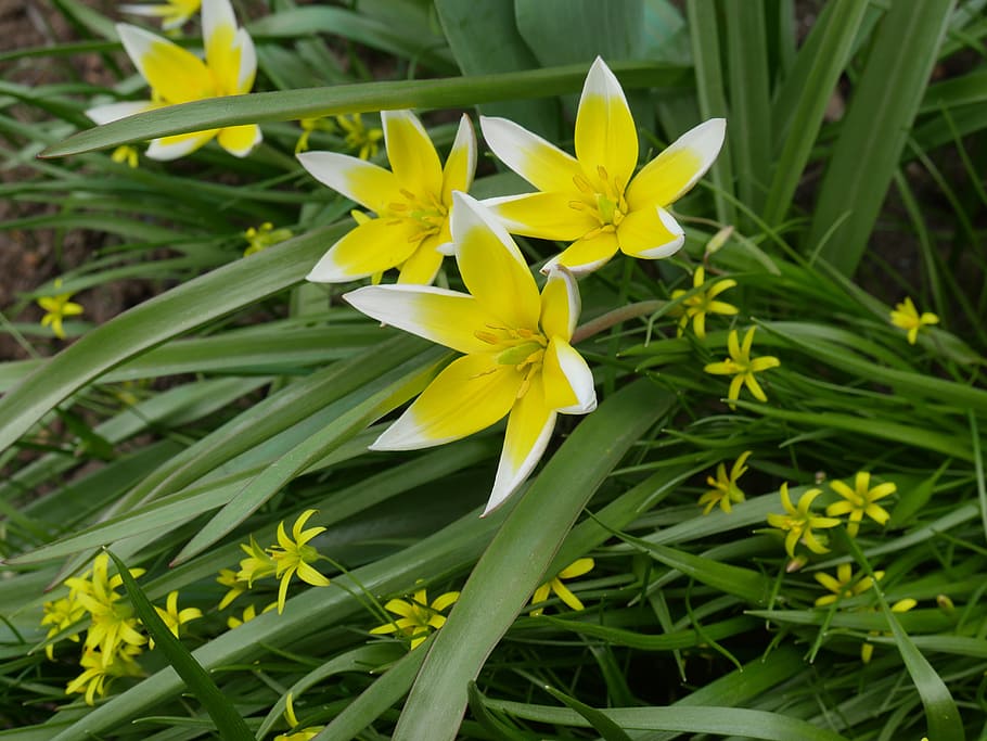 Crocuses, Spring, Yellow, Flower, a yellow flower, closeup HD wallpaper