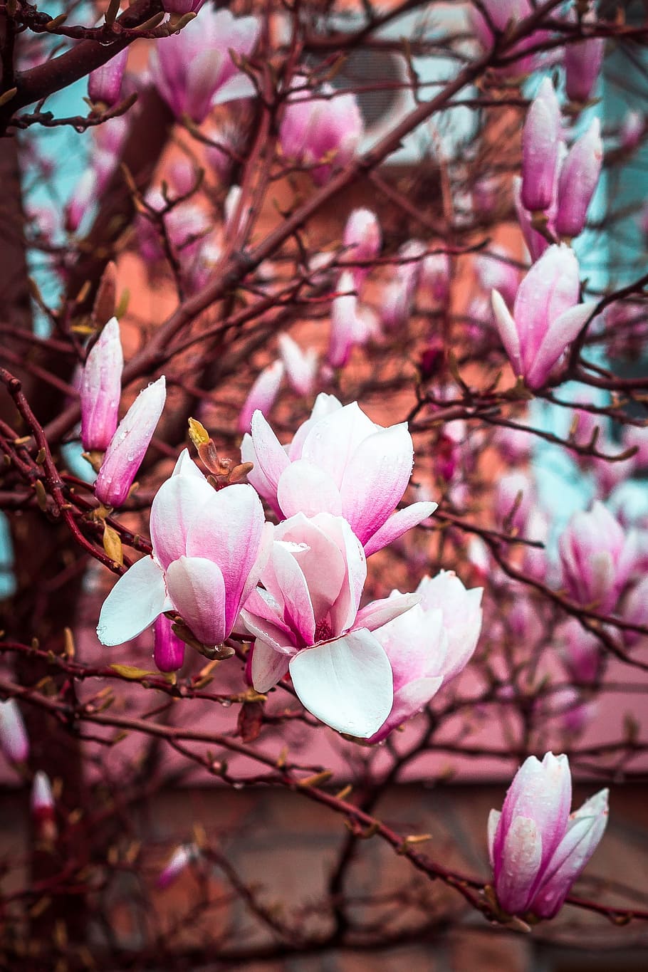 close-up photography of pink-and-white petaled flowers, Magnolia HD wallpaper