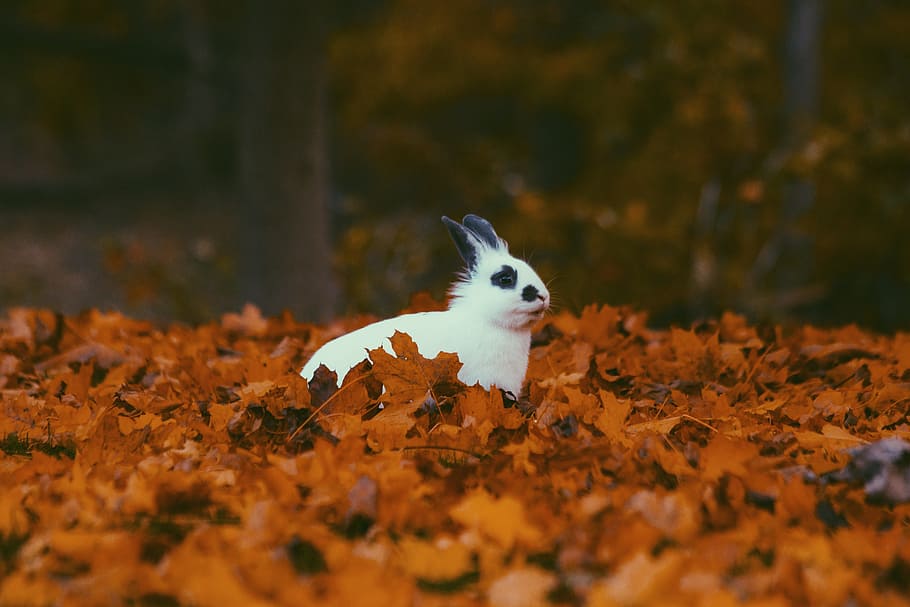 white and black rabbit on dried leaves, fall, autumn, blur HD wallpaper