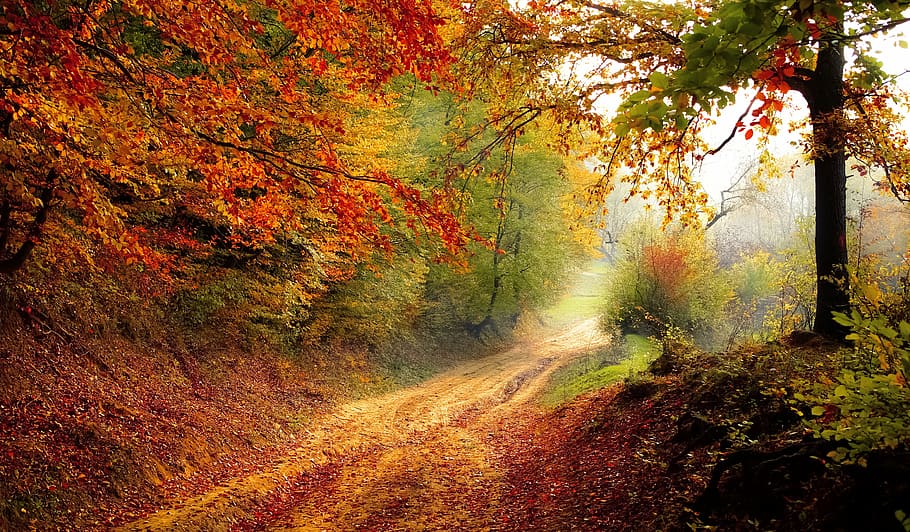 dirt road between red and green trees at daytime, forest, season, HD wallpaper