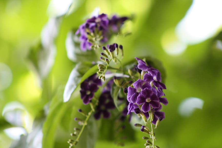 Flower, Purple, Background, green, nature, growth, plant, no people HD wallpaper