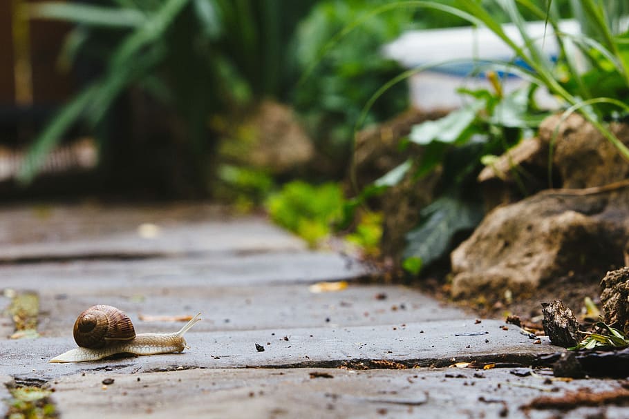 Snail, Garden, Path, Nature, Slug, animal, plant, slow, slimy HD wallpaper