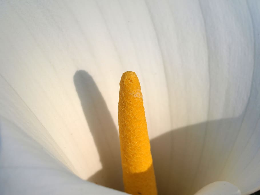 lily, flower, closeup, close-up, no people, freshness, food HD wallpaper