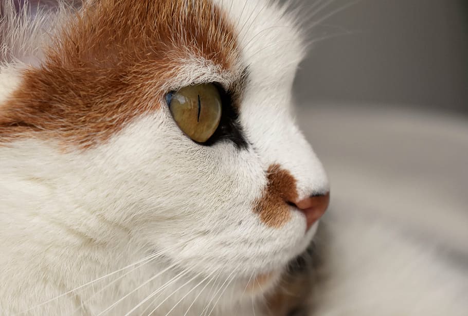 cat, animal, white, spotted, domestic cat, cat's eyes, pet HD wallpaper