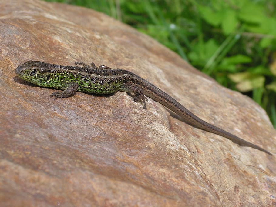 lizard, male, wild, general, reptile, animal, animal themes HD wallpaper