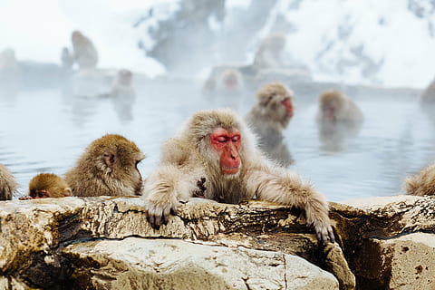 HD wallpaper: snow monkey, japanese macaque, winter, bathing, wildlife ...