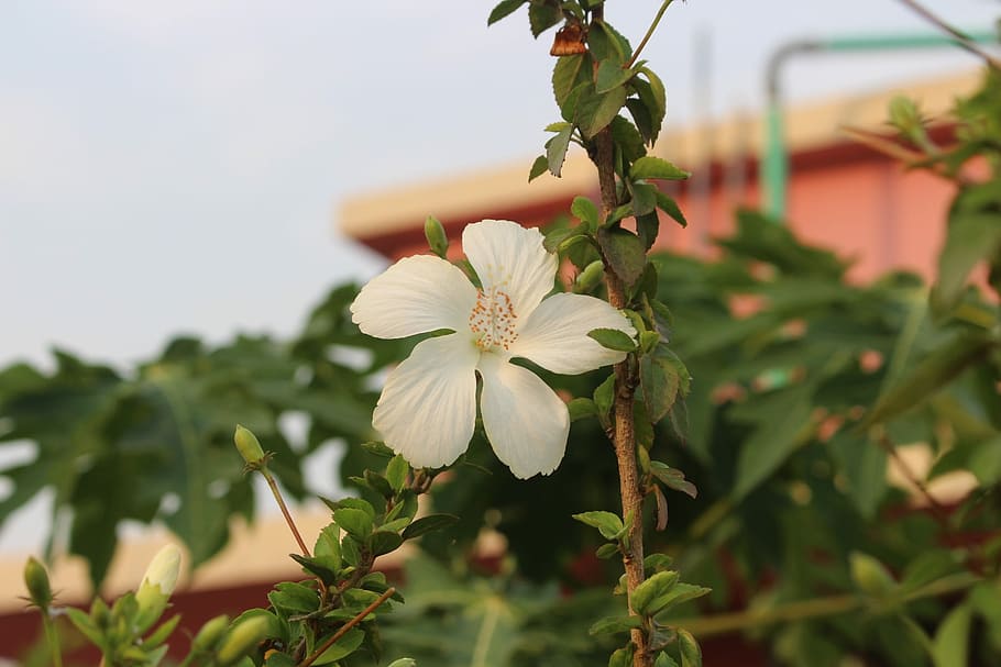 nature, flora, flower, leaf, tree, garden, closeup, plant, growth HD wallpaper