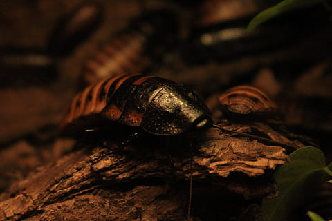 cockroach, zoo, insect, nature, disgusting, close, panzer, crawl HD wallpaper