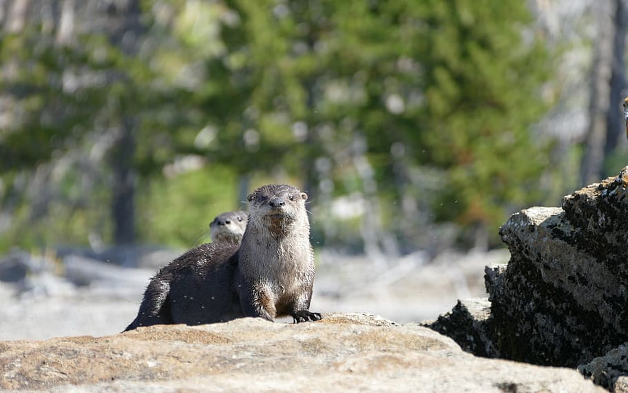 otters, wildlife, looking, fur, nature, cute, animal, aquatic HD wallpaper