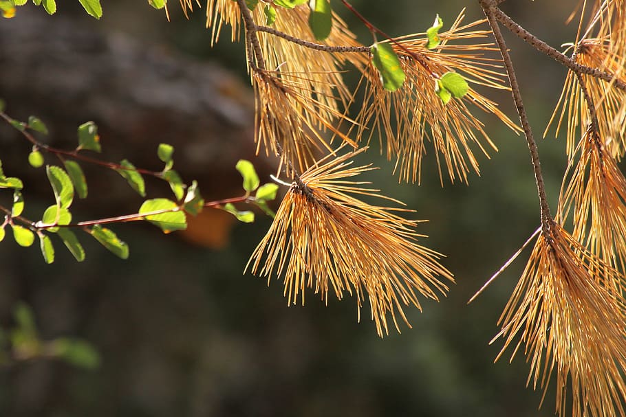 pine, tree, autumn, nature, forest, green, pine needles, pine branch HD wallpaper